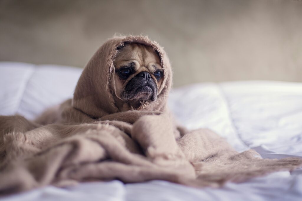A pug dog representing menopause fatigue by sitting on a bed with a blanket wrapped around her head.