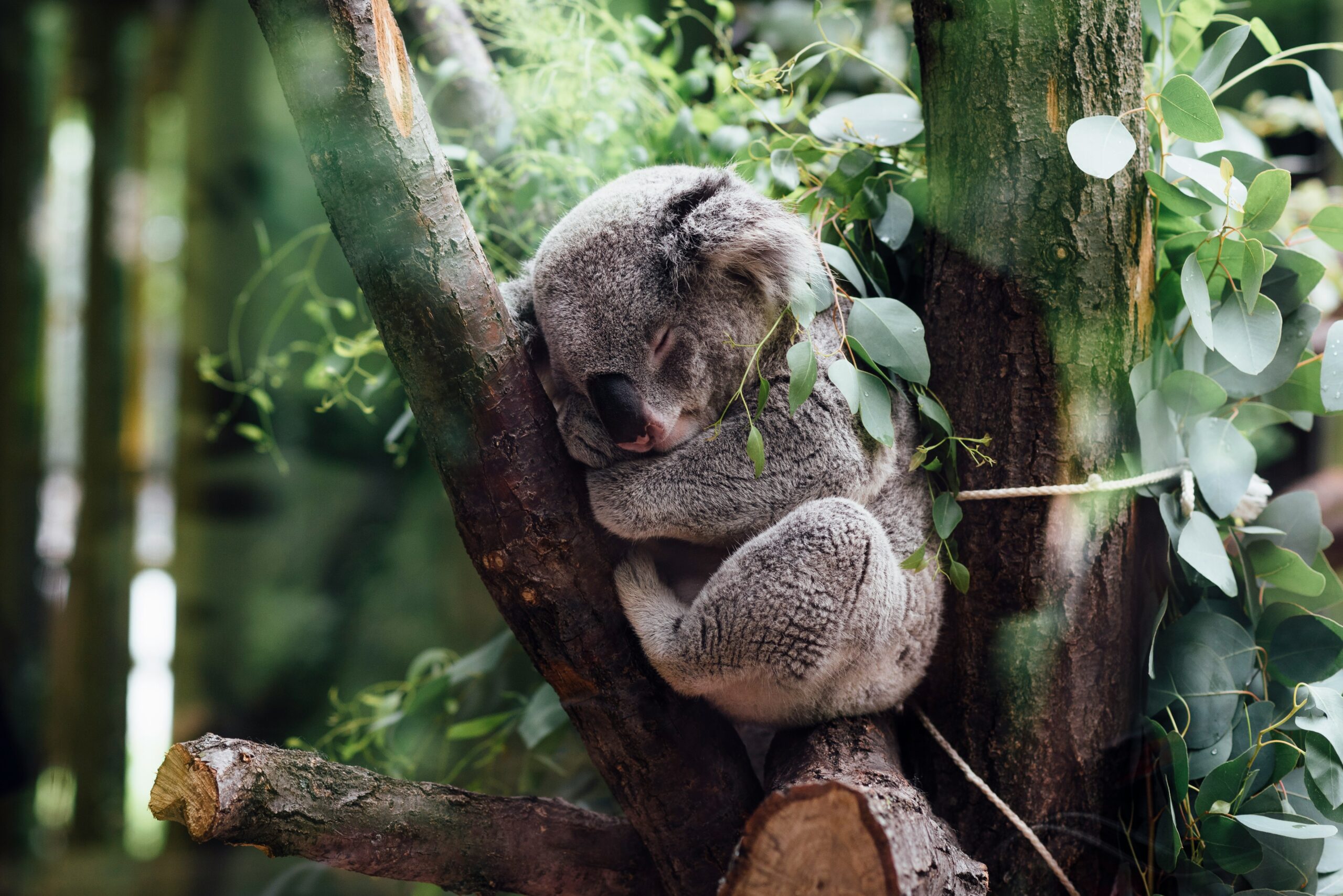 A koala on a branch sleeping to show how important sleep is for meno weight loss