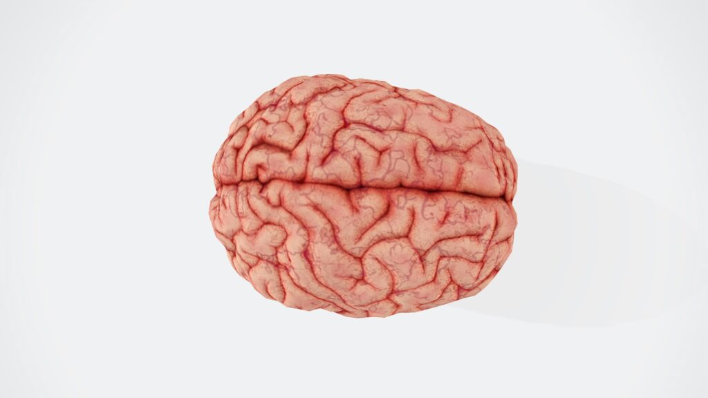 A brain against a white background to talk about perimenopause brain fog.