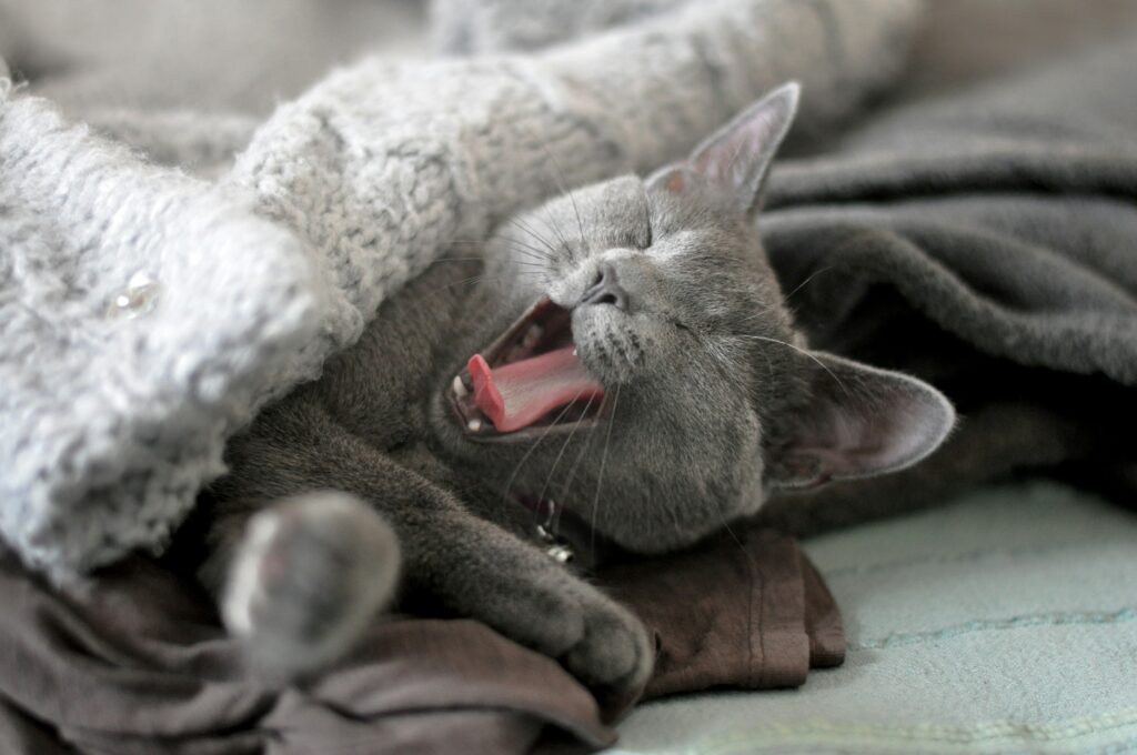 A Russian Blue cat yawning under a grey blanket to represent perimenopause fatigue.