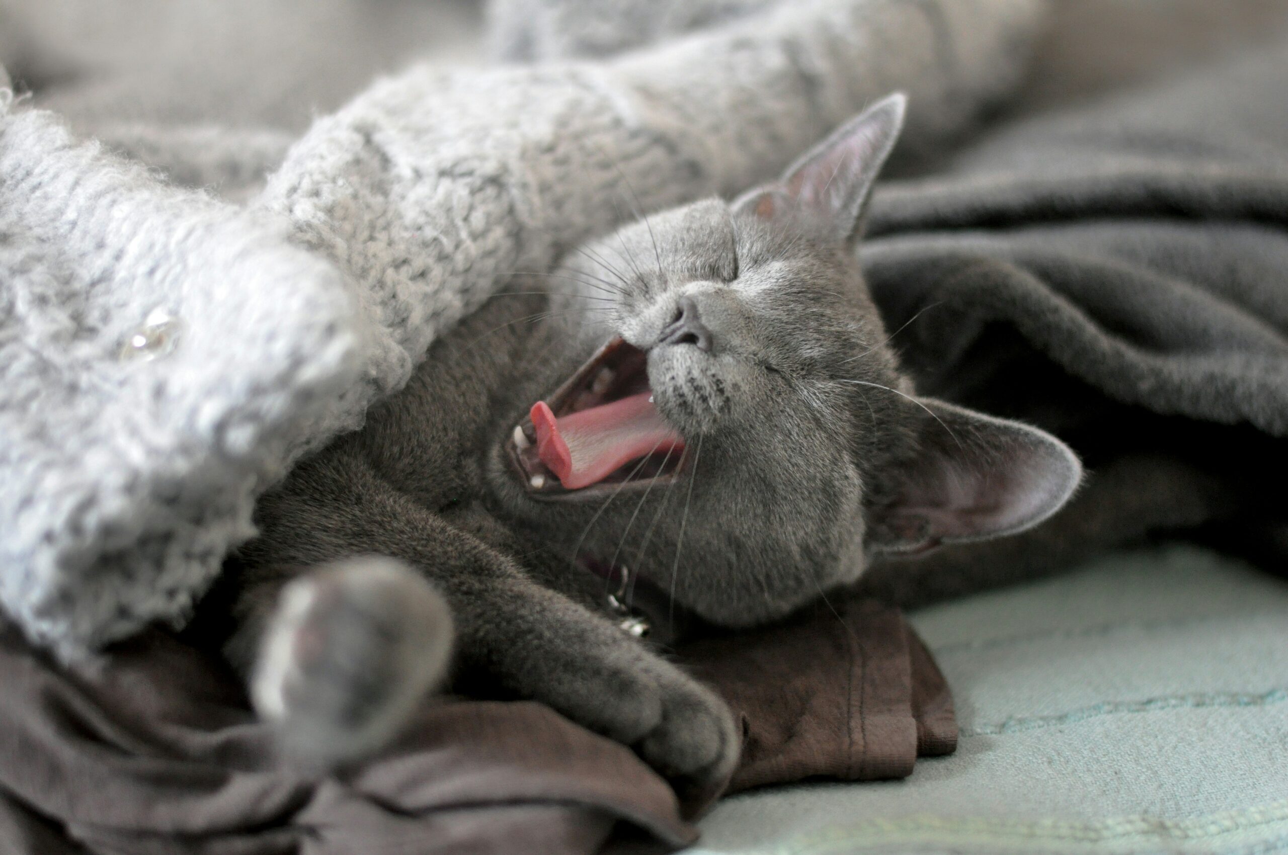 A Russian Blue cat yawning under a grey blanket to represent perimenopause fatigue.