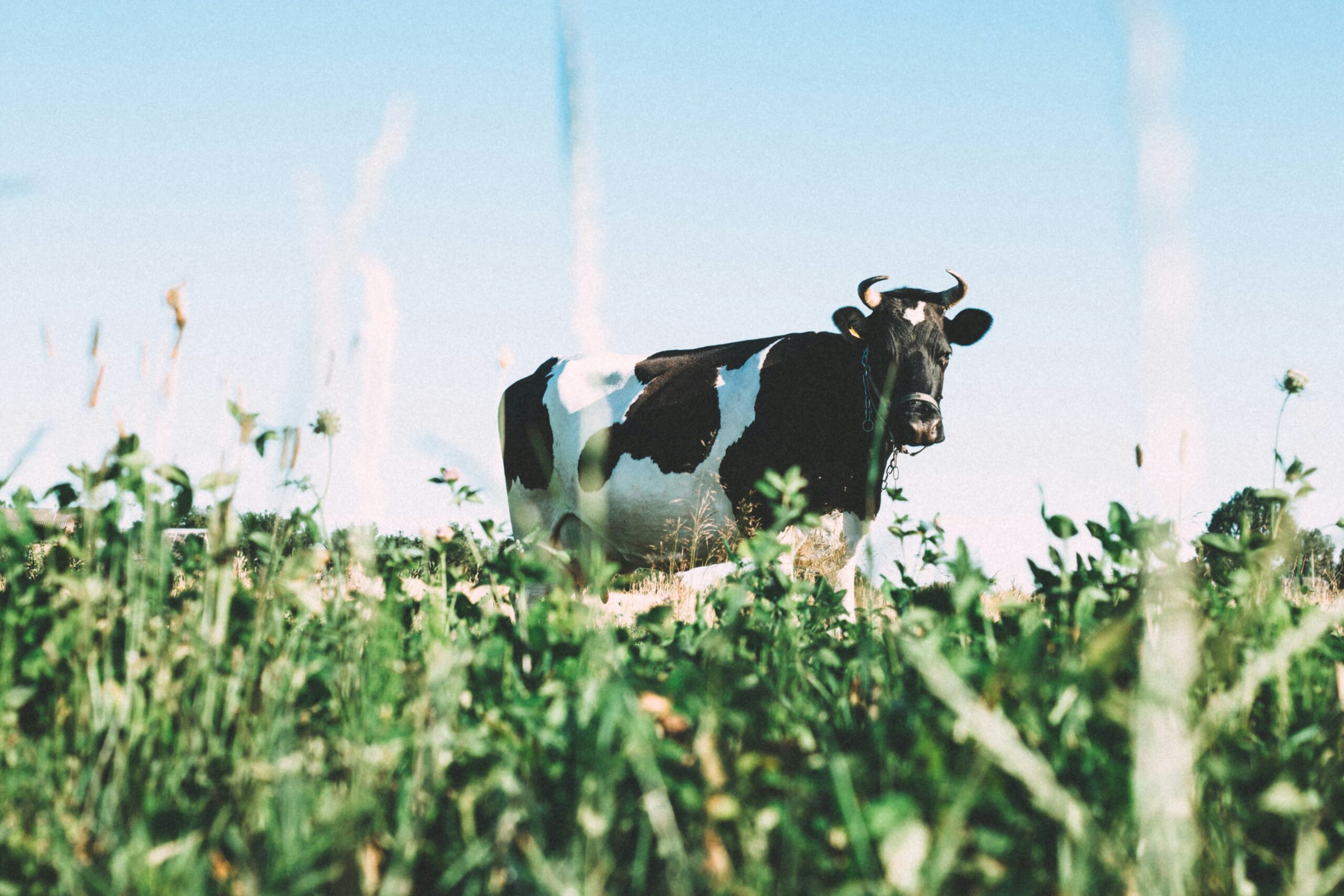 A black and white cow in a field to prove that calcium is important in foods for perimenopause